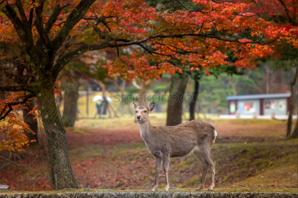 Similar – beautiful fallow deer stag in autumn woods