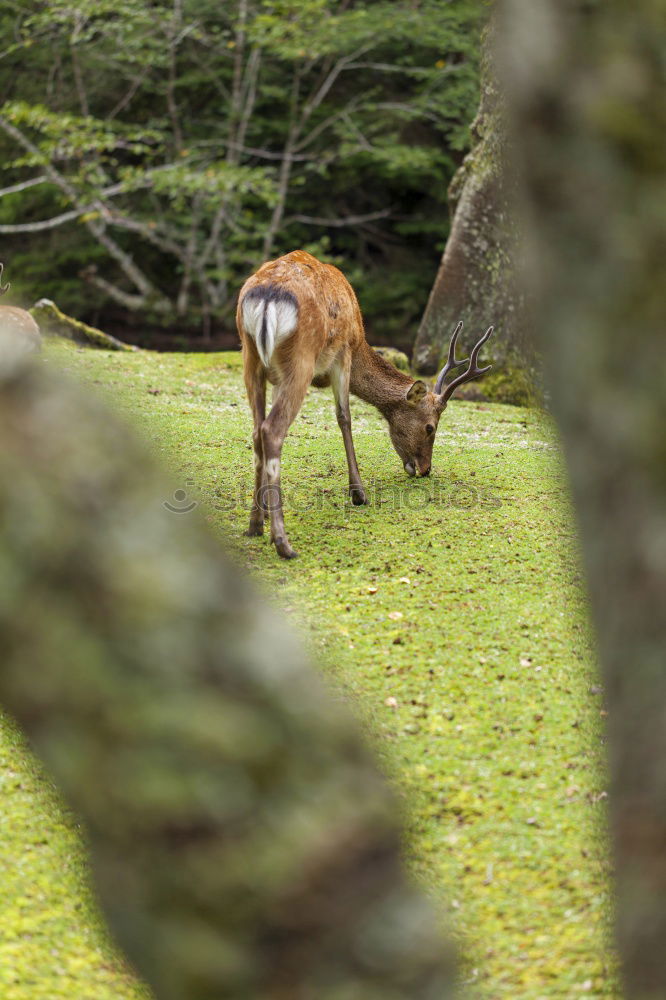 Similar – Foto Bild Steil bergab Umwelt Natur