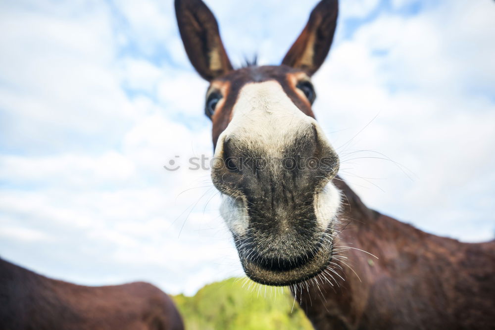 Similar – El Burro 1 Animal