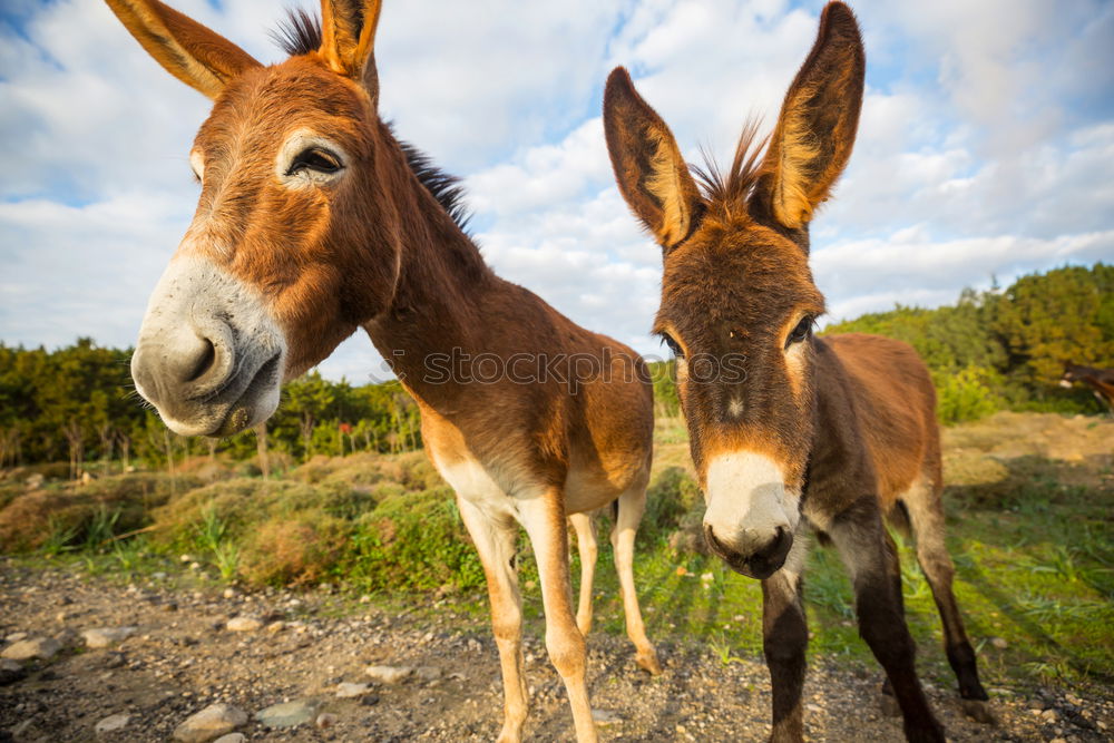 Similar – El Burro 1 Animal