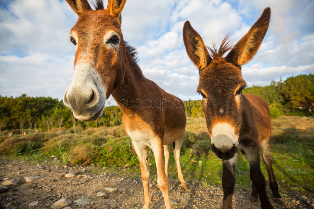 Similar – El Burro 1 Animal