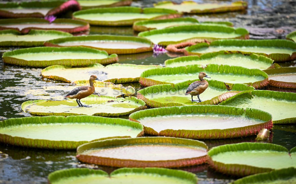 Similar – Wasserfrosch Tier Wildtier