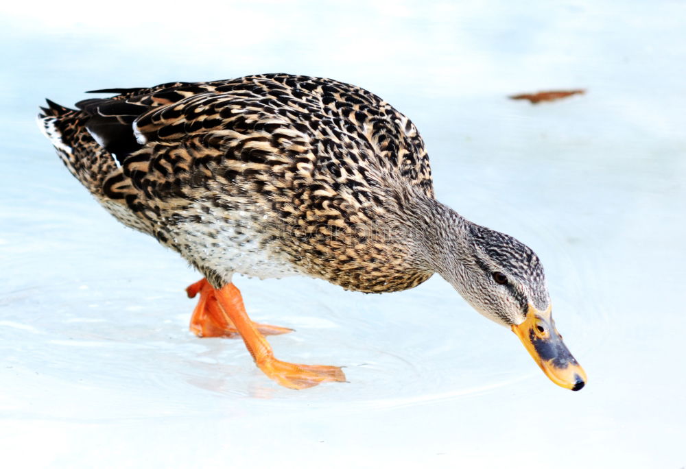 Similar – Ente Schnabel Tier Vogel