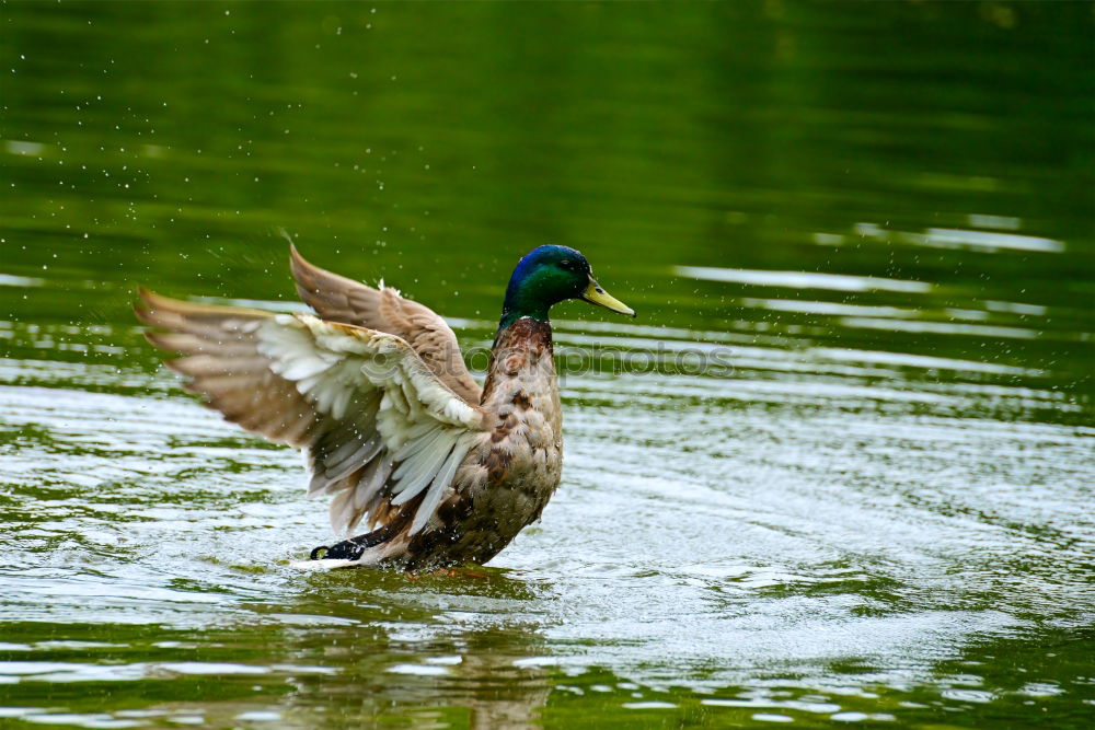 Similar – Image, Stock Photo morning laundry Bird