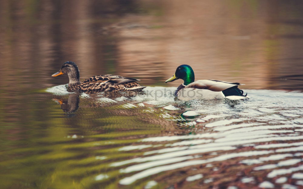 Similar – Foto Bild Enten eben Gras Vogel