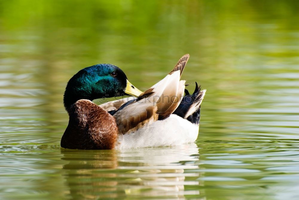 Foto Bild Entenmarsch Erpel Vogel