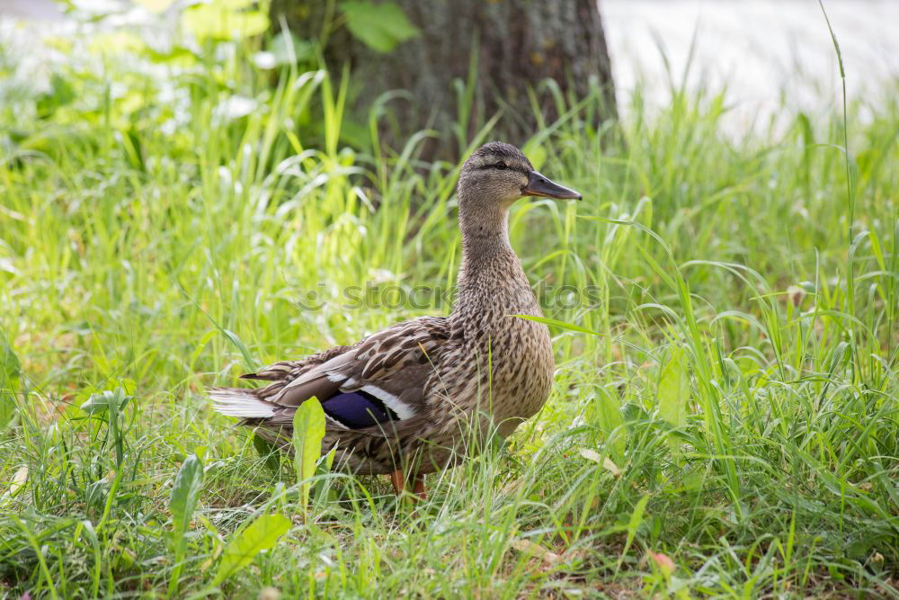 Similar – Image, Stock Photo The ducks waddle one after another