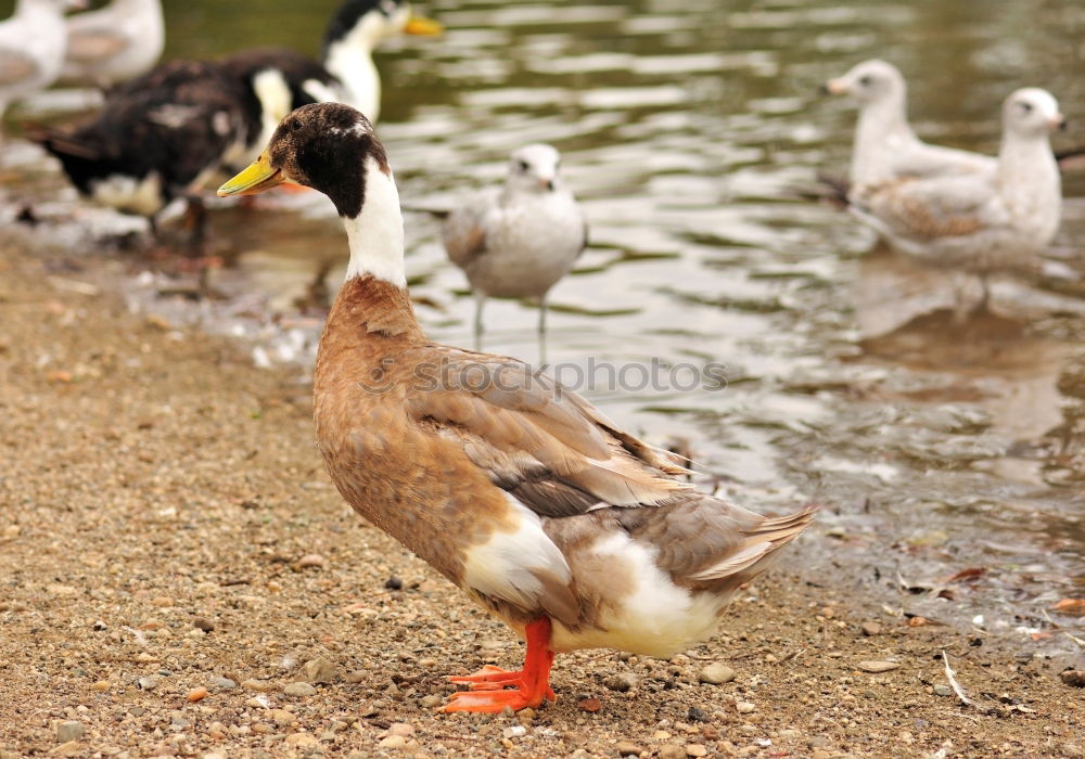 Similar – Foto Bild Schwan Futter Korn Herbst