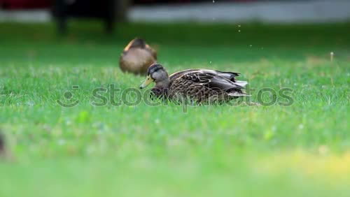 Similar – Image, Stock Photo Cat Lola Garden Pet 1