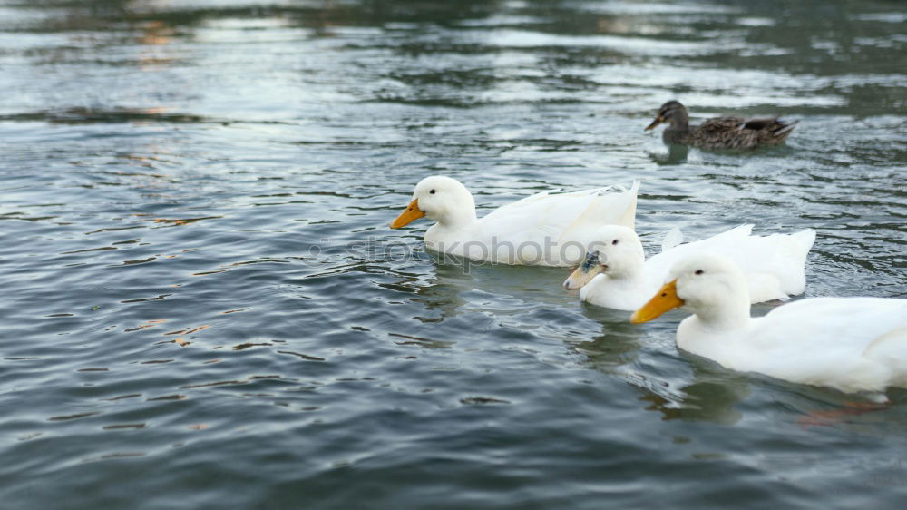 Similar – Image, Stock Photo goose and gar …