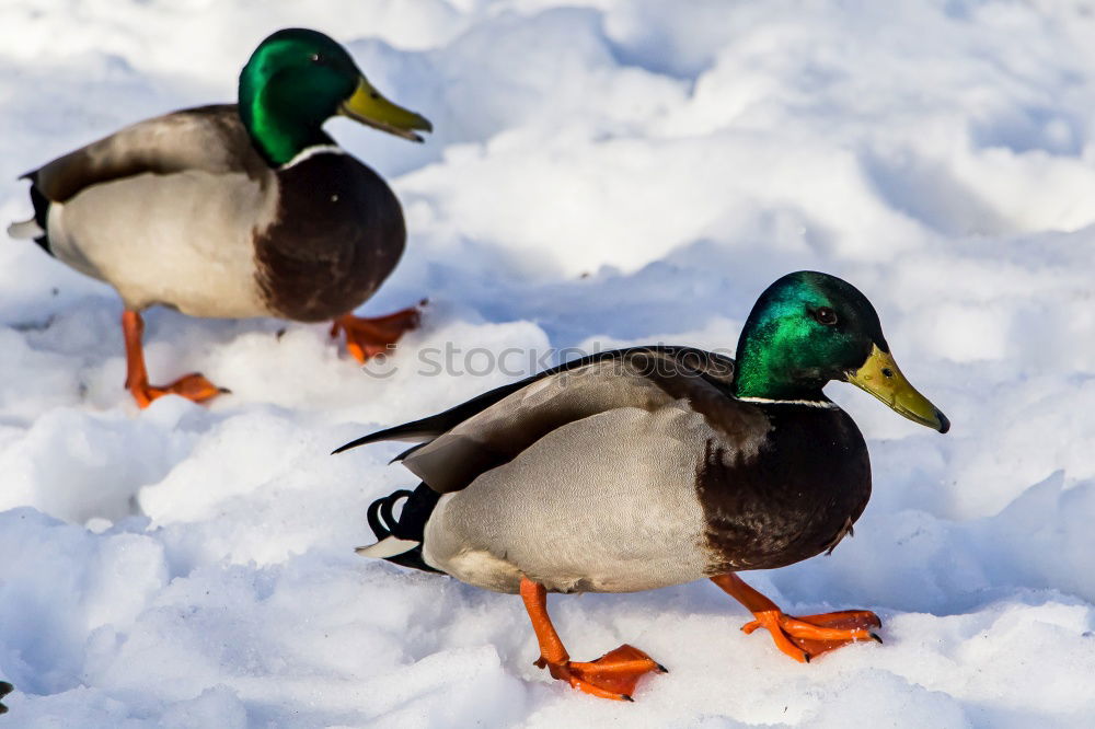 Similar – Image, Stock Photo garbENTEich