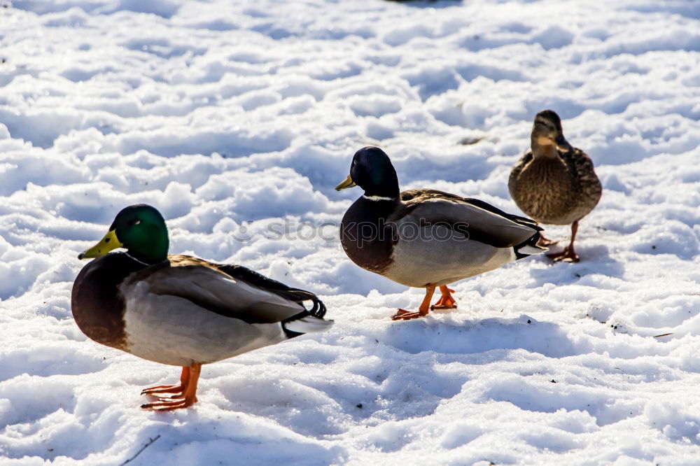 Similar – Foto Bild Schwäne proben den Gänsemarsch für Olympia…