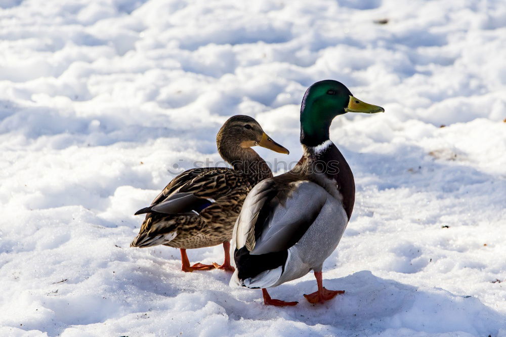 Similar – Foto Bild Schwäne proben den Gänsemarsch für Olympia…