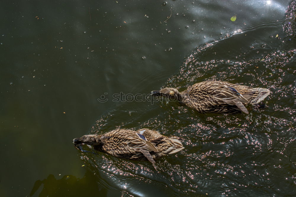 Image, Stock Photo It’s fun Propagation Pond