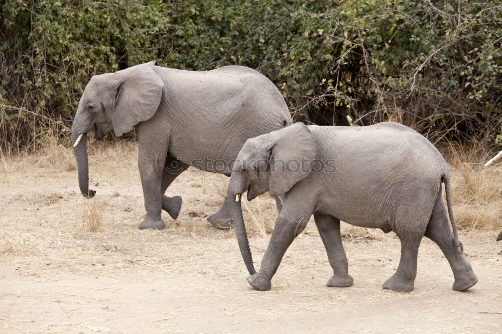 Similar – Image, Stock Photo # 844 Elephant Colossus