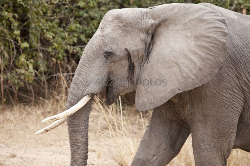 Similar – Image, Stock Photo Roadblock!!! Trip