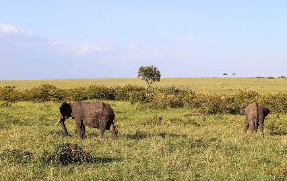 Similar – Image, Stock Photo Two elephants in the savannah of Samburu Park in central Kenya
