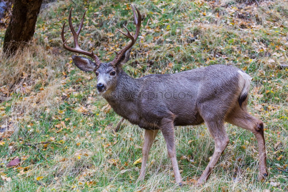 Similar – Portrait of a fallow deer looking back