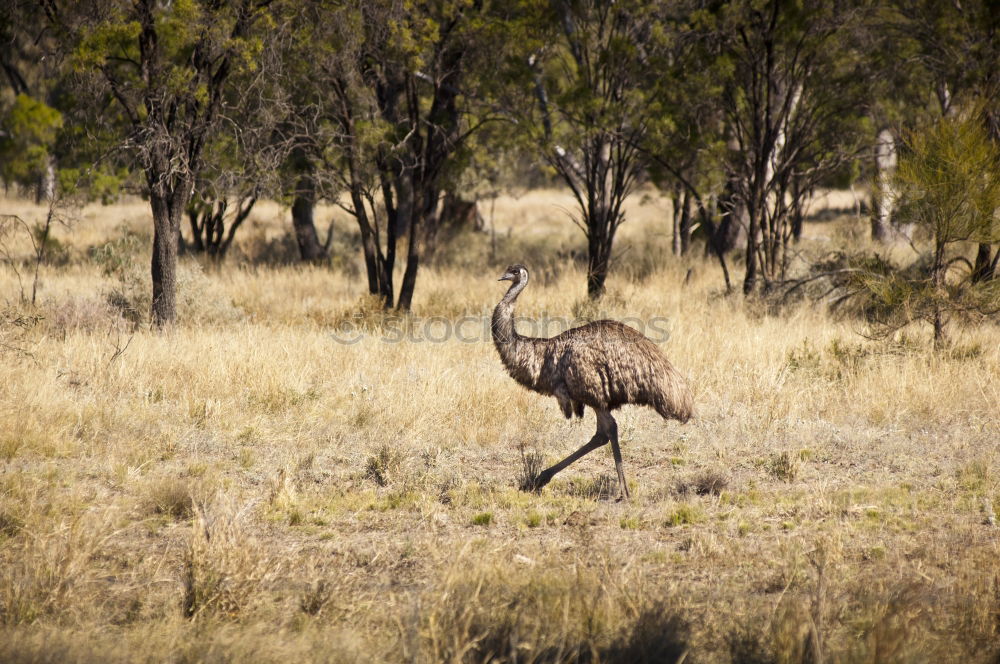 Similar – Little wallabee kangaroo