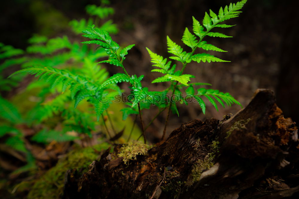 Similar – Image, Stock Photo frond Fern Environment