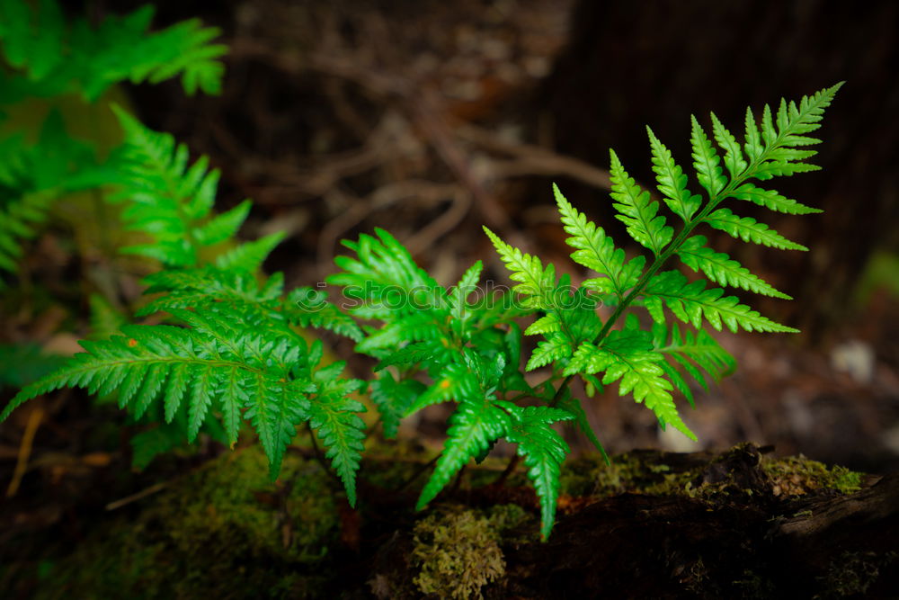 Similar – Image, Stock Photo frond Fern Environment