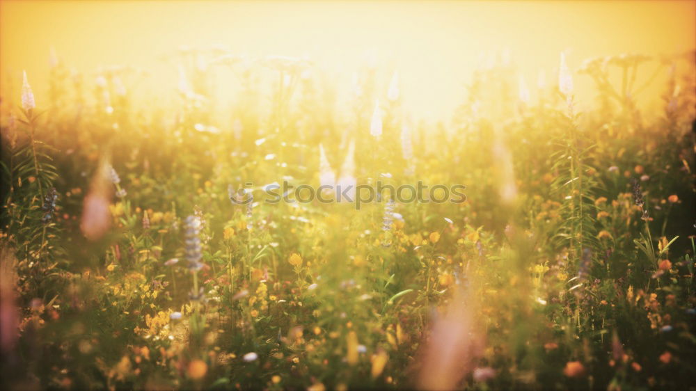 Similar – Image, Stock Photo ranunculus Garden