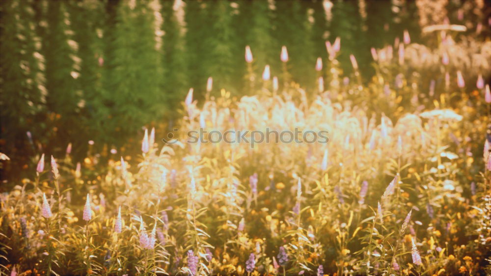 Similar – sunbathing. Grass Meadow