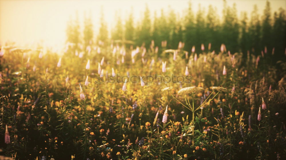 Similar – Image, Stock Photo morning glory Nature Sun