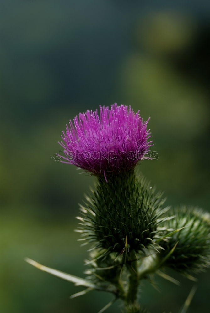 Similar – flowering thistle and flowering grass in Scotland