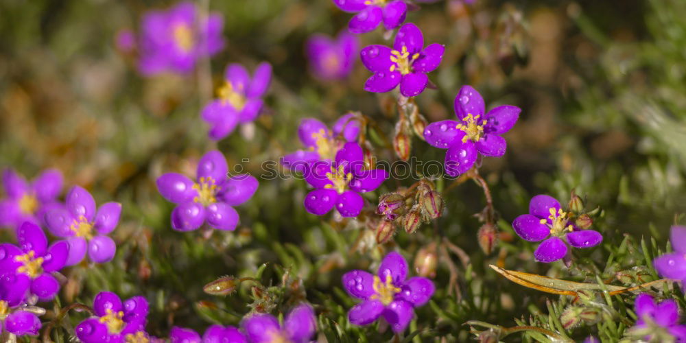 Image, Stock Photo spring crocuses on mountain meadow