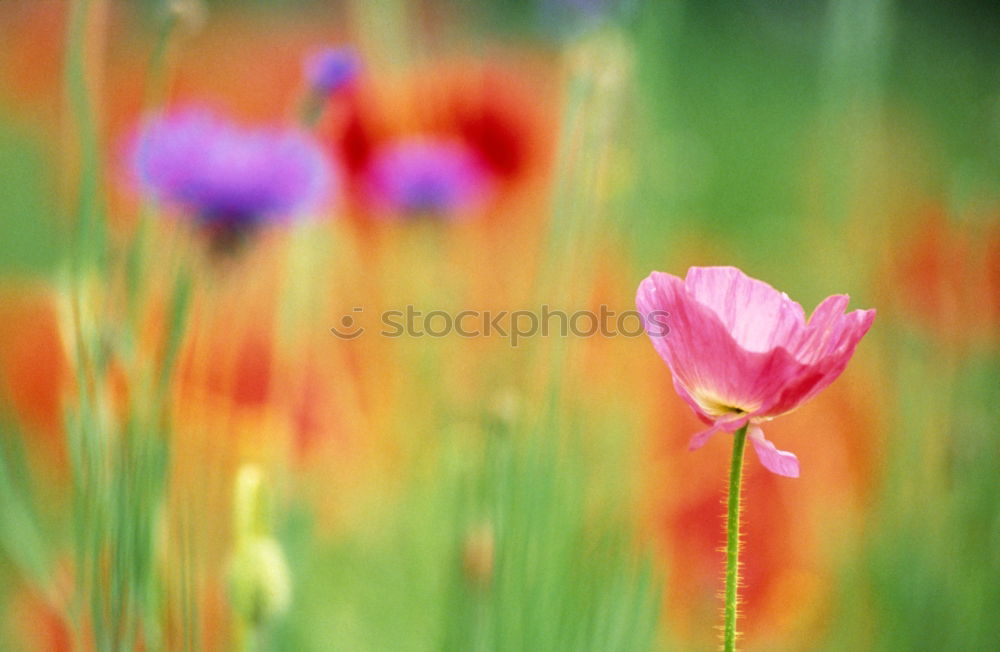 #A# Poppy Field II