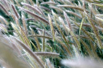 Similar – Corn and sky Grain Barley