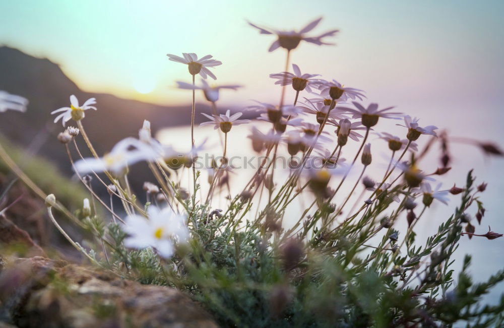 beach flowers