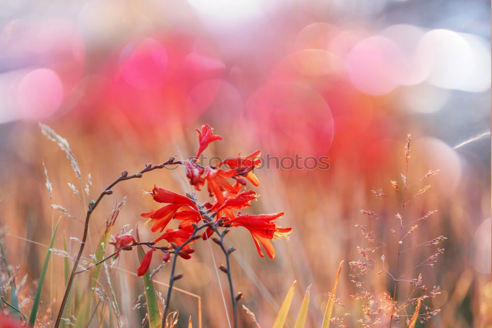 Similar – colourful Nature Plant Sky