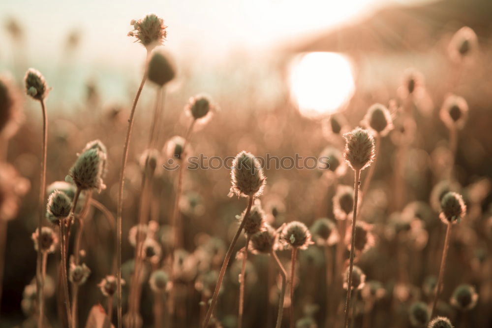 Similar – Foto Bild DISTELN I Winter ruhig