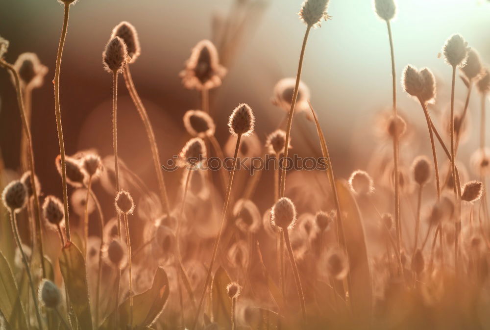 Similar – Image, Stock Photo Poppy blossom in a cereal field