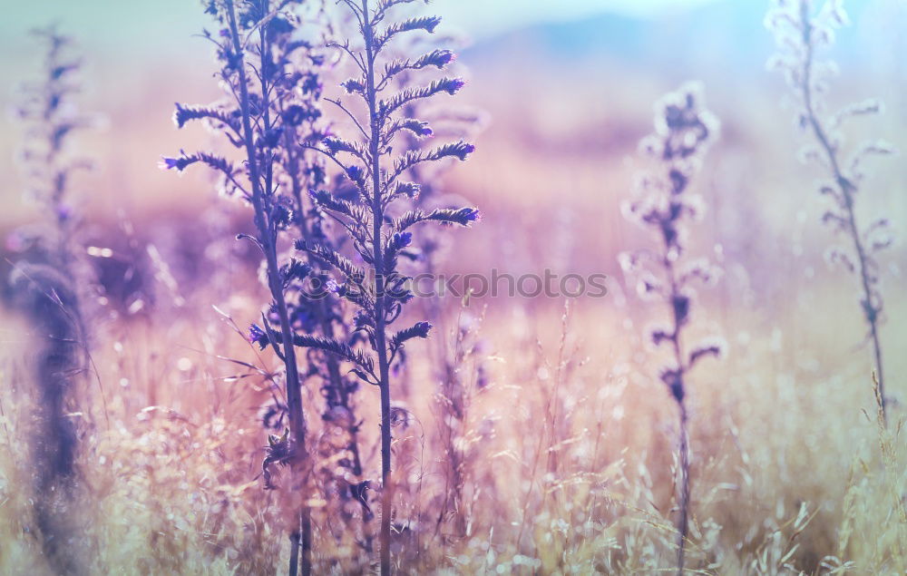 Similar – In the sun Grass Plant