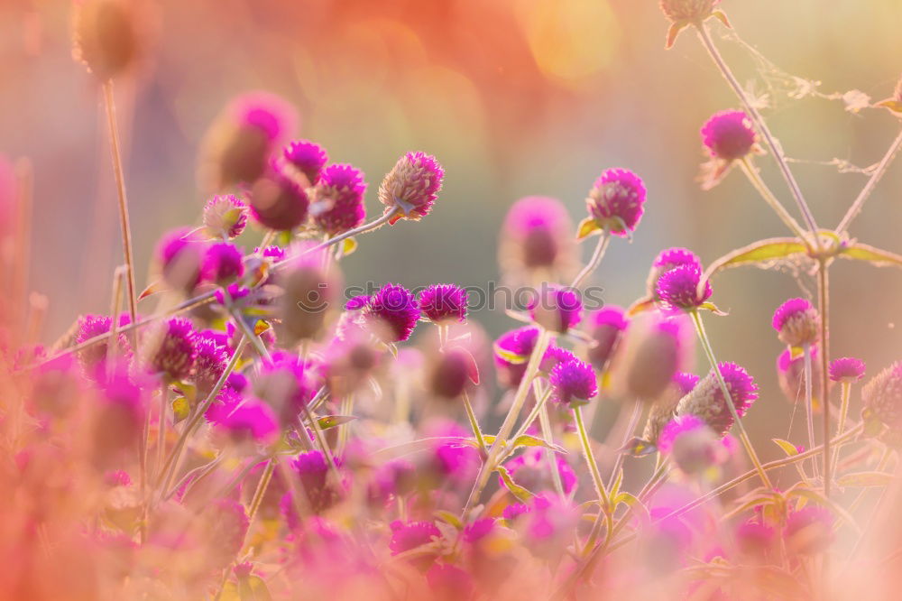 Similar – Image, Stock Photo Girl in autumn Plant