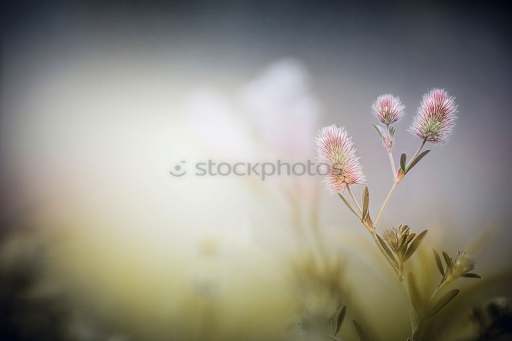 Similar – Image, Stock Photo A little frost lies on the red berries of the dwarf medlar