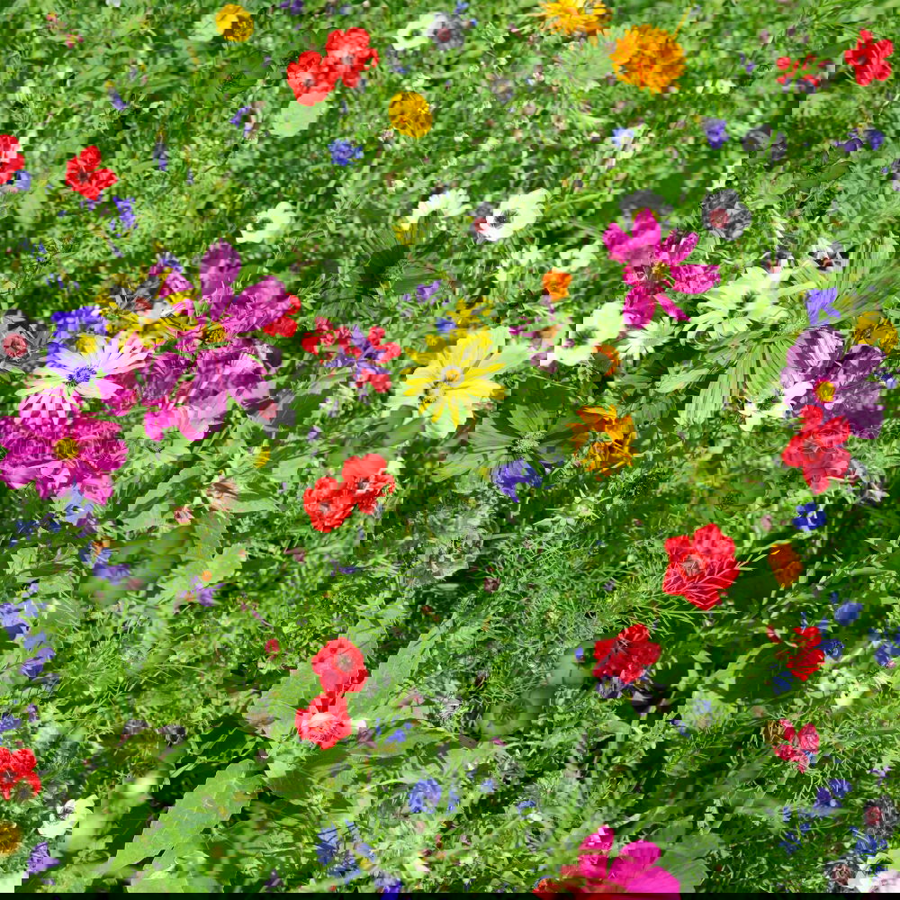 Similar – Image, Stock Photo motley flower bed flowers