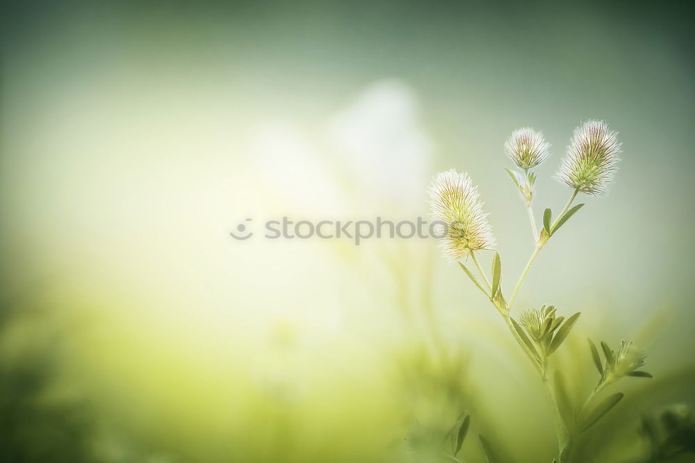 Similar – Image, Stock Photo Lavender Dream Environment