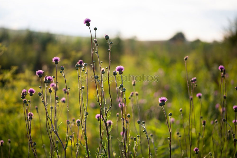 Similar – Image, Stock Photo dry meadow Meadow Flower