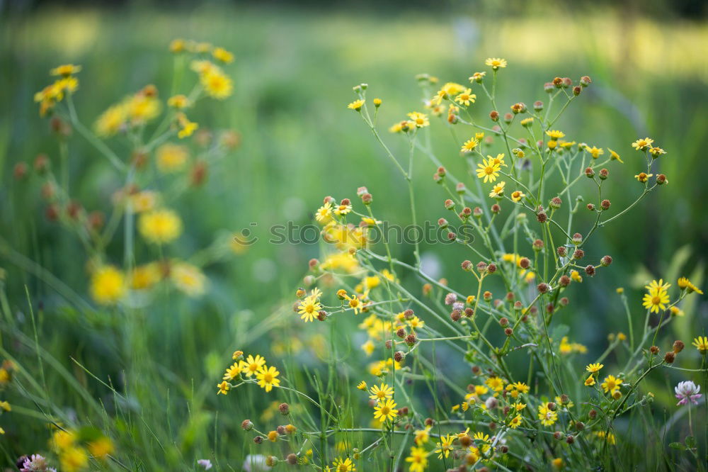 Similar – Image, Stock Photo Sun in rape Spring Flower