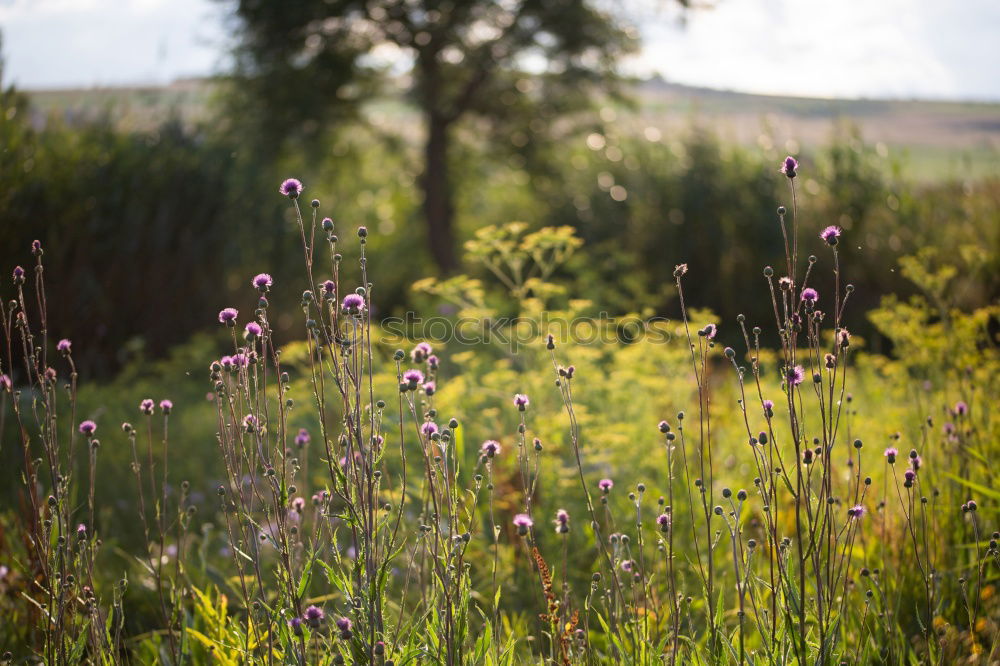 Similar – Image, Stock Photo what’s growing on the side of the road?