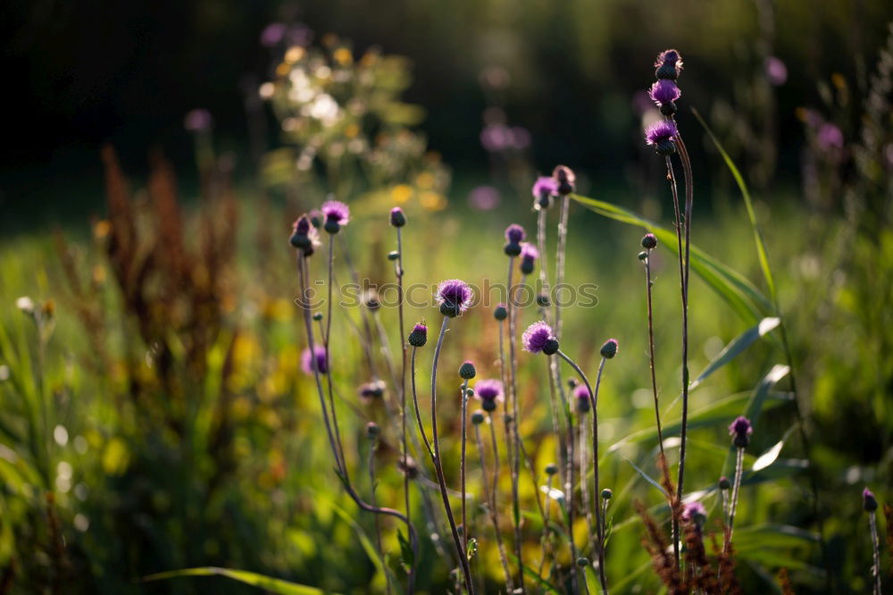 Similar – In the morning Garden