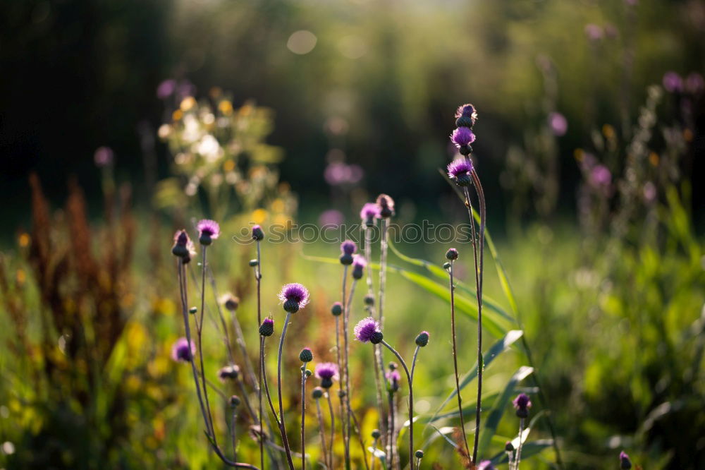 Similar – of all good flowers are three.