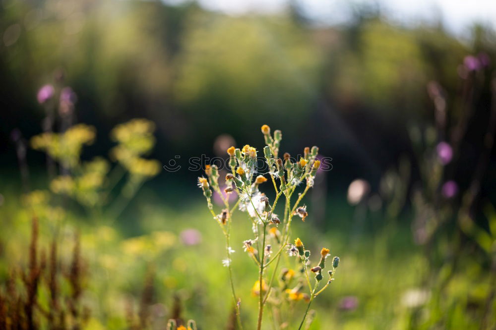 Similar – summer flower light