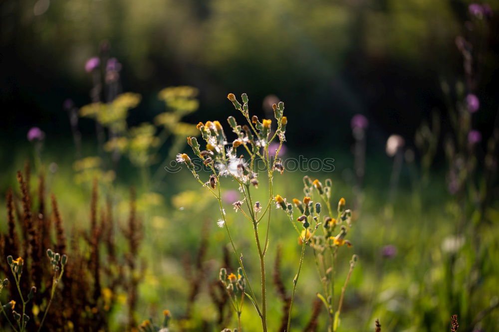 Similar – Image, Stock Photo And it was summer