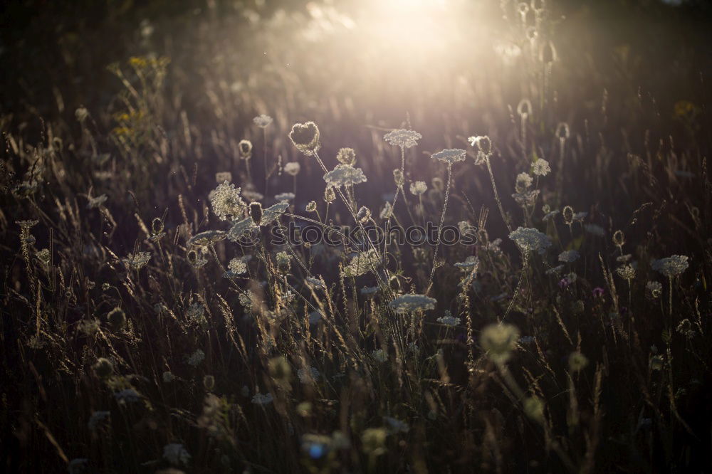 Similar – Image, Stock Photo Autumn flowers II Summer