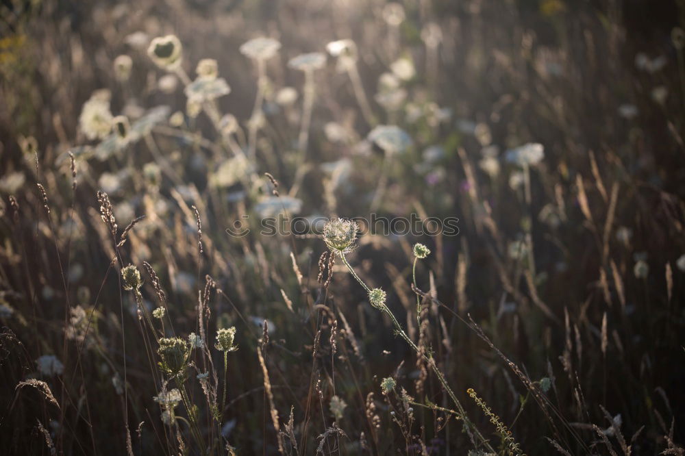 Similar – Foto Bild Sonnenblumen in Ciabot